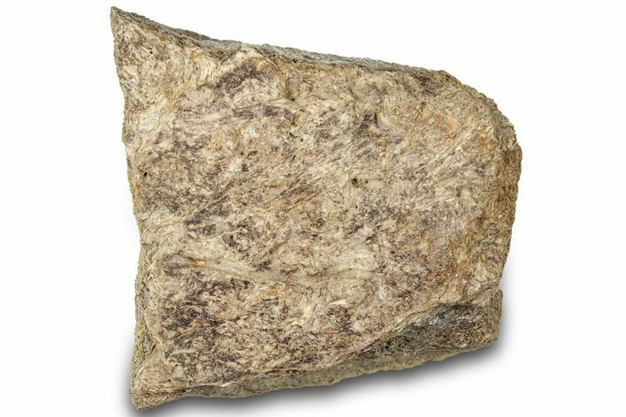 Dinosaur (Triceratops) Frill Shield Section - Montana #310529